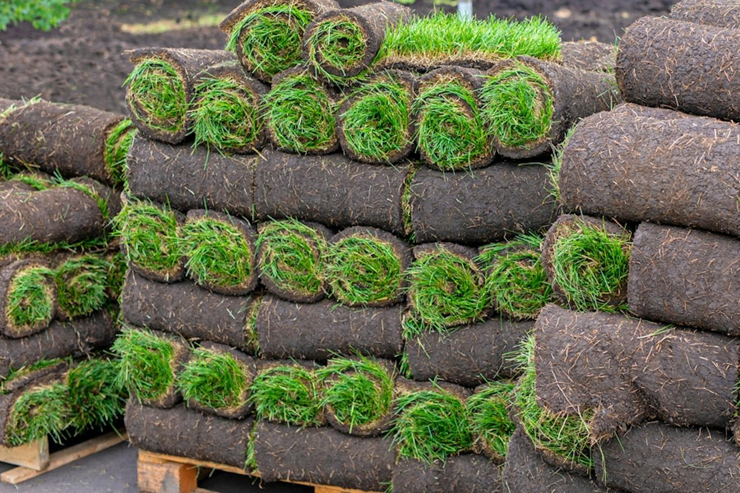 Hvis ferdigplenen må ligge på pallen i mer enn et døgns tid, er det nødvendig å vanne den. Hvis ferdigplenen må ligge på pallen i mer enn et døgns tid, er det nødvendig å vanne den.